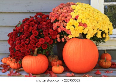 Picture of beautiful arrangement of typical for Autumn and Thanksgiving pumpkins, mini pumpkins and red, yellow and pink fall mums in front of country old wooden home used as background