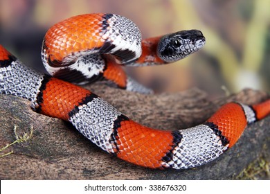 A Picture Of A Beautiful False Coral Snake