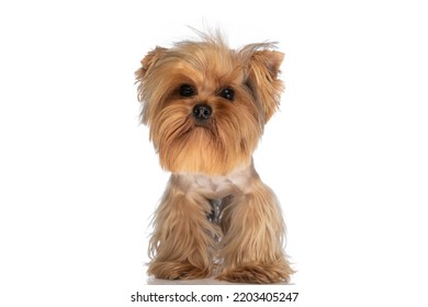 Picture Of Beautiful Little Yorkie Dog Standing In Front Of White Background In Studio