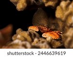 A picture of a beautiful squat lobster in the coral