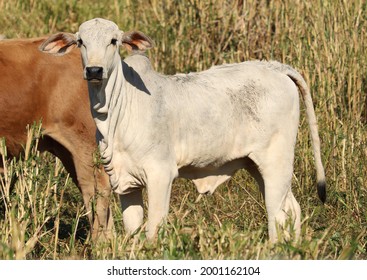 Picture of a beautiful white calf in the pasture!
(Bos taurus indicus)