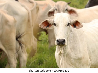 Picture of a beautiful white cow in the pasture!
(Bos taurus indicus)