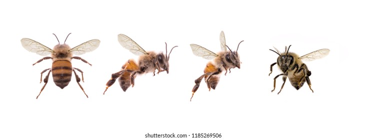 
picture of bees on white background, bee on backs flying and other details, macro photography of insects - Shutterstock ID 1185269506