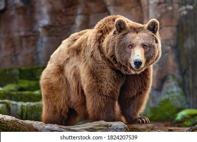 Picture of a big brown bear