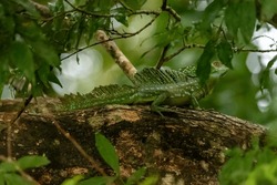 Picture Of A Big Lizard That Can Be Found In The National Parks In Costa Rica