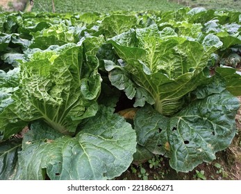 Picture Of Big Vegetable Garden