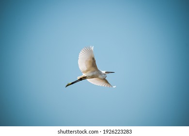Picture Of A Bird While Flying, Shot On 27th February 2021.