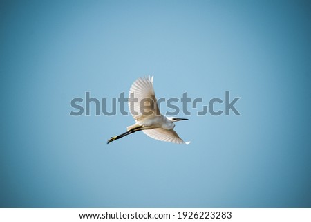 picture of a bird while flying, shot on 27th February 2021.