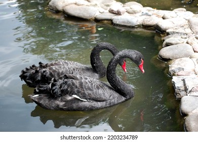 Picture Of Black Swan Couple