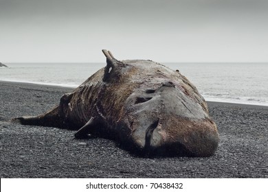 Picture of Bottlenose whale (Hyperoodon ampullatus) beached on an icelandic beach