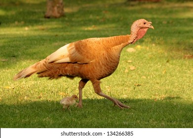 Picture Of A Bourbon Red Turkey And Chick