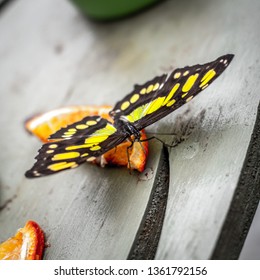 Picture Of A Butterfly Eating An Orange Within A Butterfly Enclosure