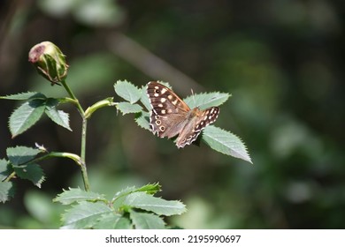 A Picture Of A Butterfly In A Local Nature Reserve 