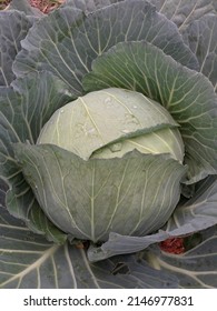 picture of cabbage texture and background