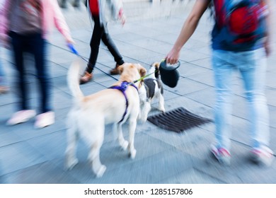 Picture With Camera Made Zoom Effect Of Two Leashed Dogs Meeting In The City