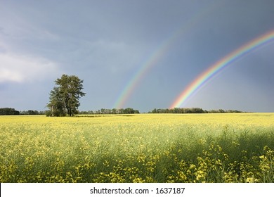 A picture of a canola field with a group of trees and a double rainbow