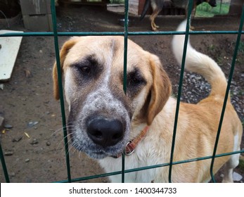 A Picture Captured While Visiting Dog Shelter In Central Bohemian Region, Czech Republic. The Dogs Here Are Kept In Very Good Conditions And Everyone Can Come And Take One For A Walk. 