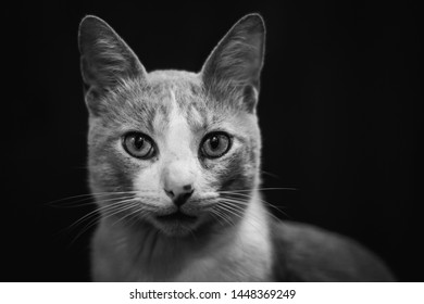 Photos Images Et Photographies De Stock De Animaux Chat