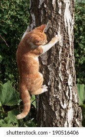 A Picture Of A Cat Climbing A Tree