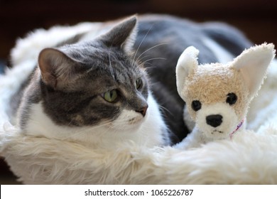 Picture Of A Cat With A Dog Stuffed Animal.