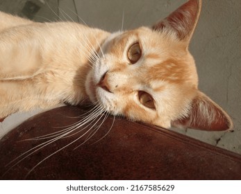 Picture Of Cat Laying On Rooftile With Wide Eyes