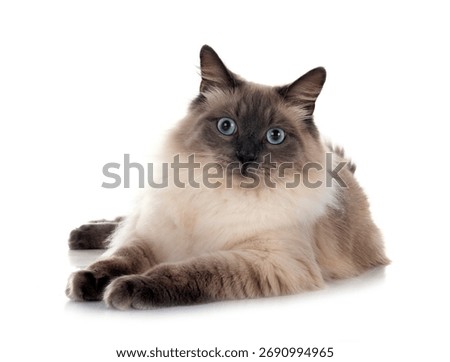 picture of cat in studio