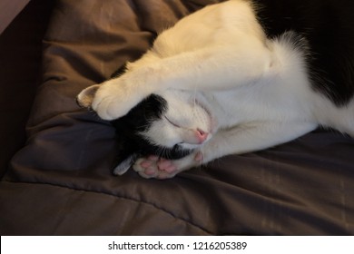 Picture Of Cat Wake Up On Blanket On Bed In The Morning With Paw Cover Her Ears