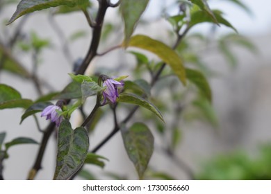 花 イラスト 唐辛子 の写真素材 画像 写真 Shutterstock