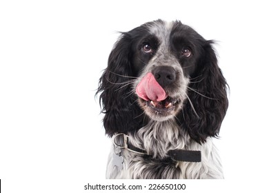 Picture Of A Cocker Spaniel Licking His Lips