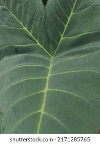 Picture Of A Coco Yam Leaf