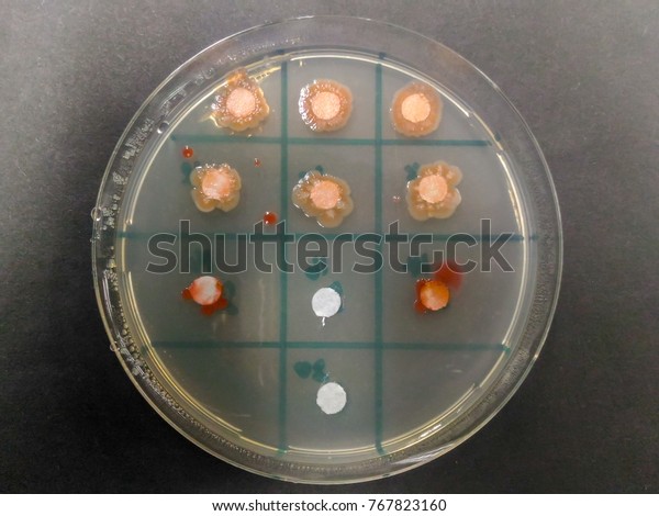 2 Fold Serial Dilution