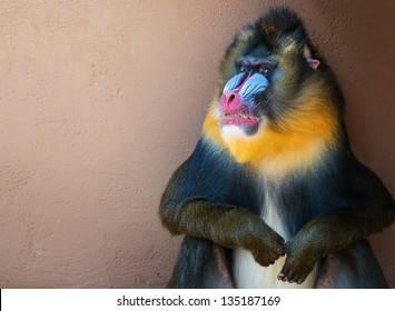 Picture of a colourful displeased mandrill