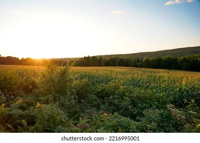 A Picture Of A Corn Cob Field With Sunset