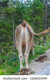 Picture of a cow from rear side