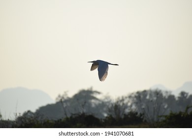 picture of a crane flying in the sky during evening 