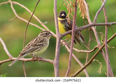 Picture Of Critically Endangered Bird,Yellow-breasted Bunting