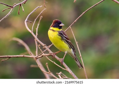 Picture Of Critically Endangered Bird,Yellow-breasted Bunting