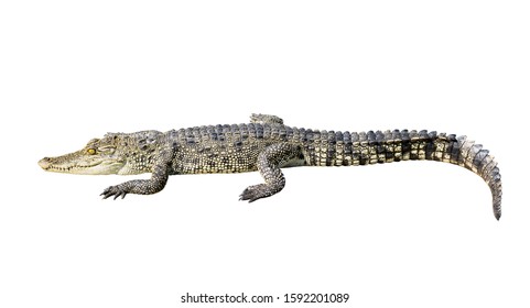 12,457 Crocodile tail Images, Stock Photos & Vectors | Shutterstock