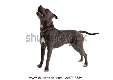 Picture of cute American Staffordshire Terrier dog standing and panting, wearing a leash at neck against white studio background