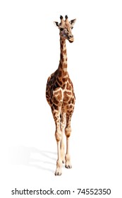 A Picture Of A Cute Baby Giraffe Standing Against White Background