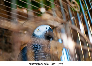 A Picture Of A Cute Grey Parrot In A Cage