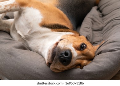 Picture of cute lazy beagle puppy lying on his pillow inside the apartment - Shutterstock ID 1695073186