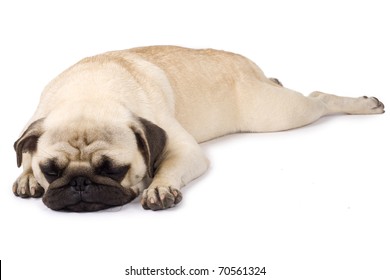 6,985 Sleeping pug Images, Stock Photos & Vectors | Shutterstock