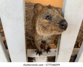 Picture Of A Cute Smiling Quokka