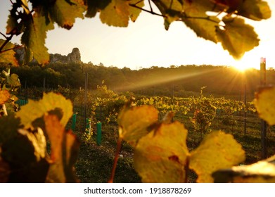 Picture of Czech vineyards in Pálava region at sunrise, framed by vine leaves 