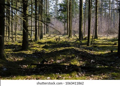 A Picture Of A Danish Forrest