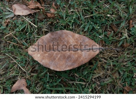 It's a picture of a dead leave fallen in the ground on the green grass in the autumn season