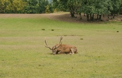 Picture Of A Deer Lying Down On The Grass. Rests On An Autumn Day. Czech