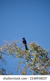 A Picture Of A Desert Phainopepla