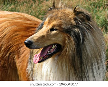 A picture of the dog Collie, it is a very beautiful type of dog 